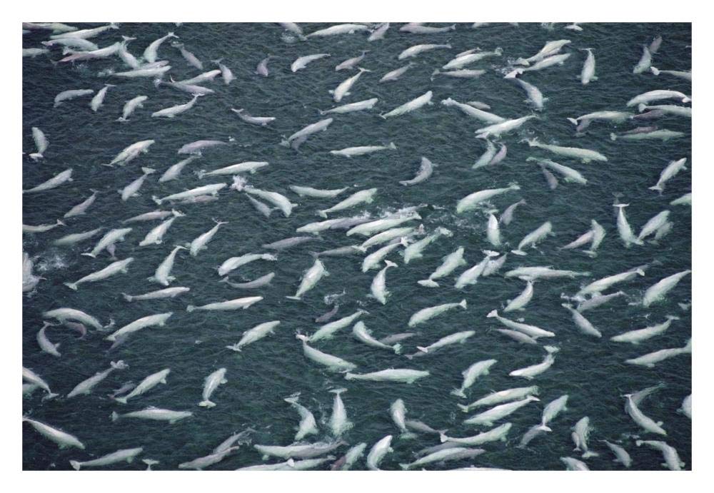 Beluga whale, hundreds swim and molt in freshwater shallows, NWT, Canada-Paper Art-32x22”