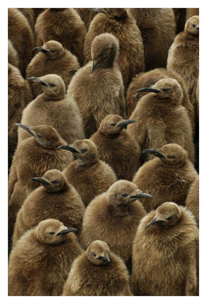 King Penguin chicks, Gold Harbor, South Georgia, Antarctica-Paper Art-14x20”