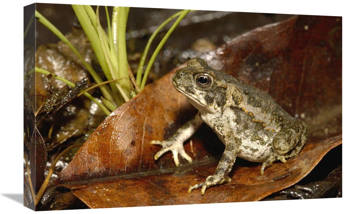 Cane Toad juvenile, Mindo cloud forest, Ecuador-Canvas Art-24x16”