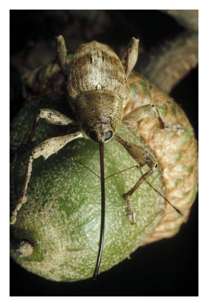 Black Oak Acorn Weevil on Acorn, Massachusetts-Paper Art-22x32”