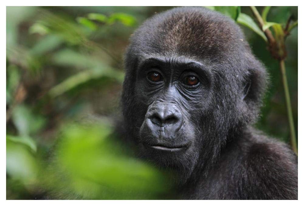 Orphan Gorilla, Gabon-Paper Art-50x34”