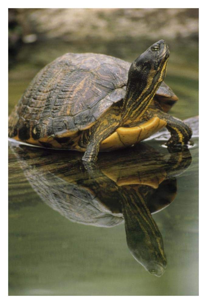 Yellow-bellied Slider turtle, portrait, in water, North America-Paper Art-26x38”
