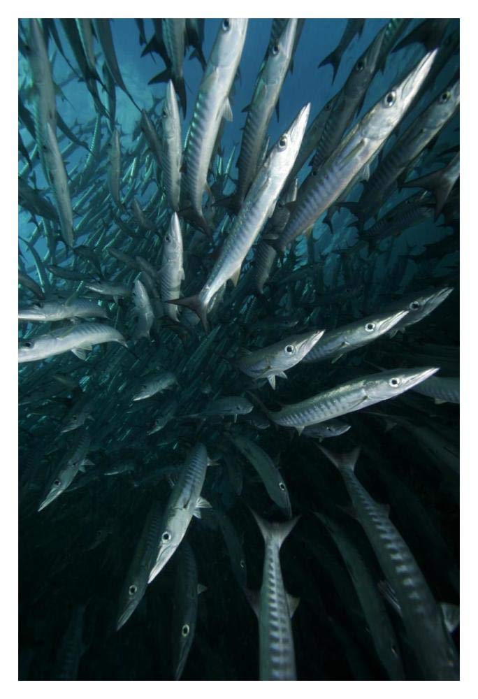 Chevron Barracuda school, Sipadan Island, Celebes Sea, Borneo, Malaysia-Paper Art-14x20”
