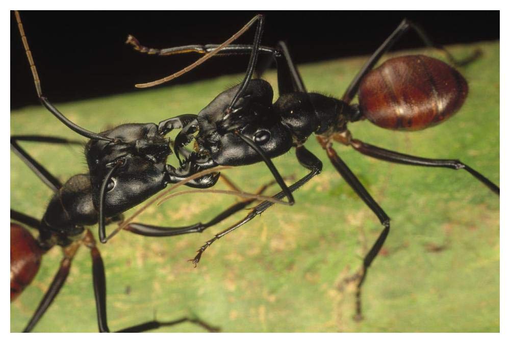 Giant Forest Ant pair fighting, 1x magnification, Borneo-Paper Art-50x34”