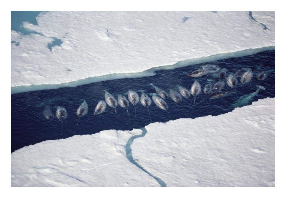 Narwhal group in ice break-Paper Art-26x18”