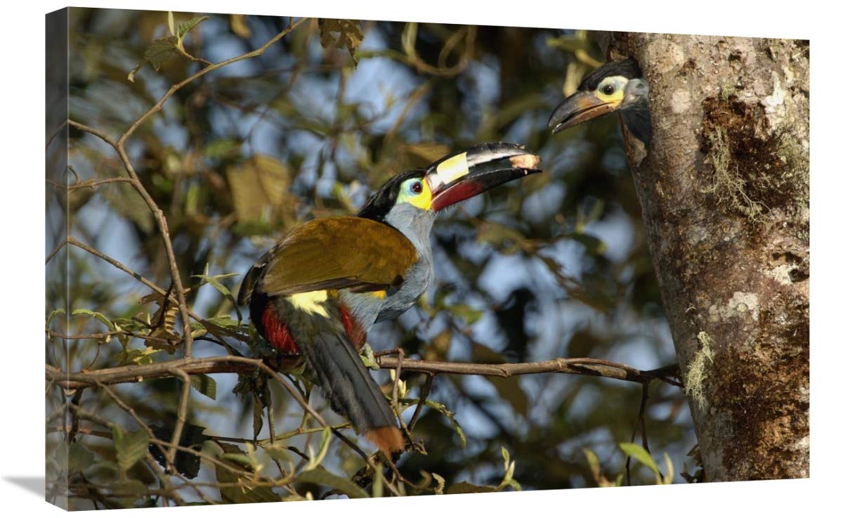 Plate-billed Mountain Toucanfeeding young, Andes Mountains, Ecuador-Canvas Art-30x20”