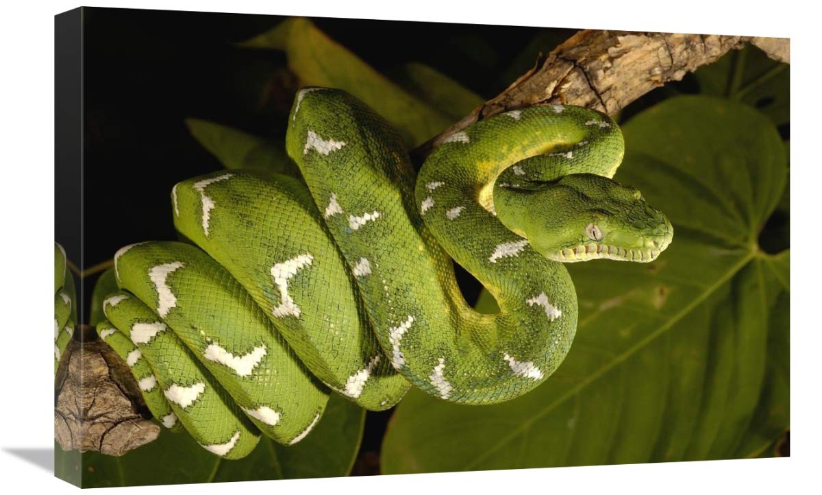Emerald Tree Boa adult, Amazon, Ecuador-Canvas Art-24x16”