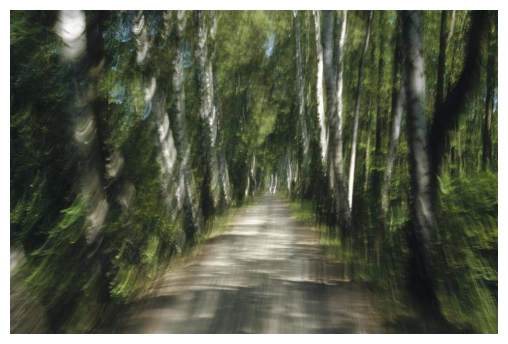 Tree lined road, abstract Oberbayern, Germany-Paper Art-50x34”
