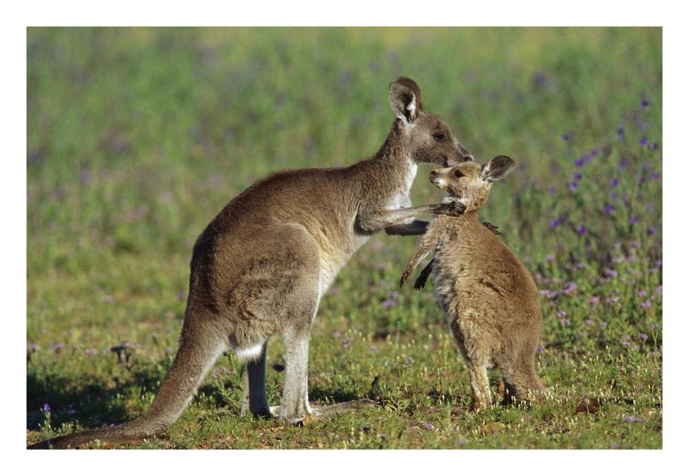 Eastern Grey Kangaroo mother with joey, Australia-Paper Art-26x18”