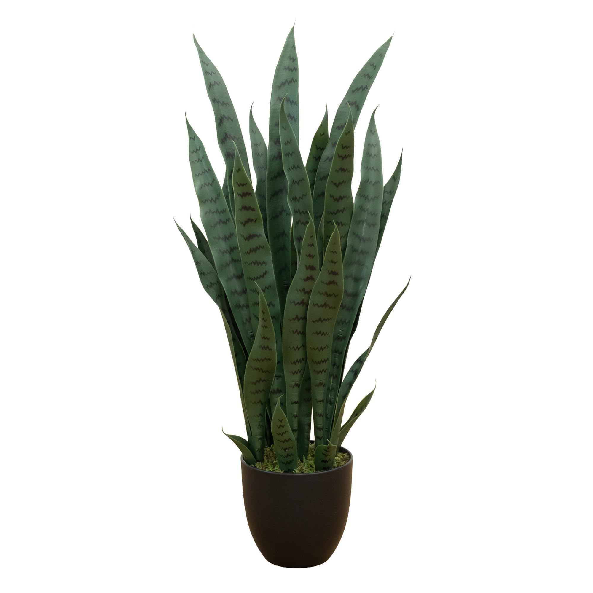 Sansevieria w/Black Planter