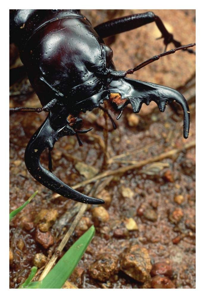 Ground Beetle portrait, Kruger National Park, South Africa-Paper Art-22x32”