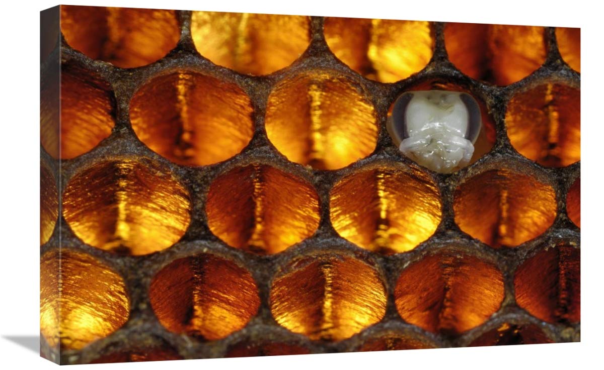 Honey Bee brood honeycomb with pupa, Germany-Canvas Art-24x16”
