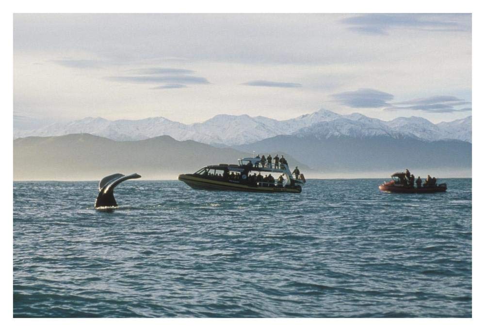 Sperm Whale fluke and tourists watching from boat, New Zealand-Paper Art-38x26”