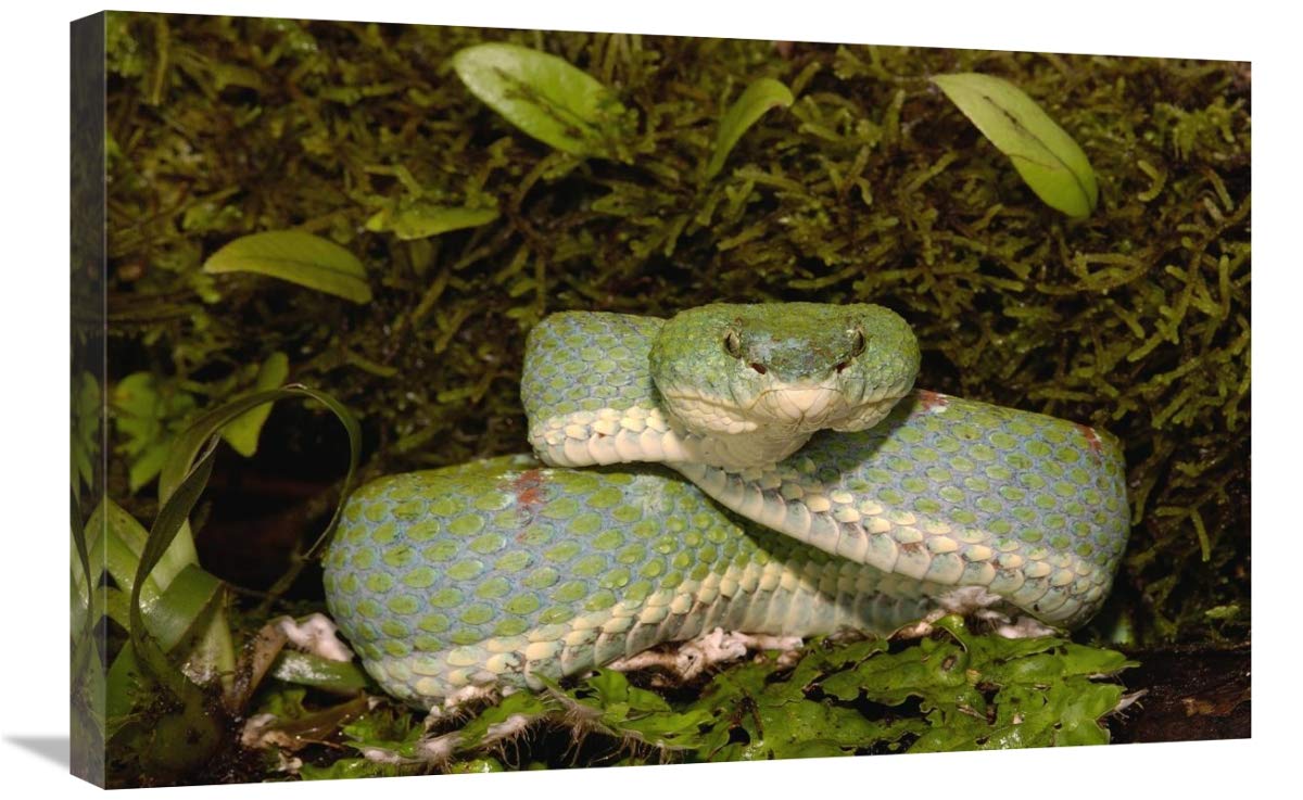 Eyelash Viper coiled on bromeliad, venomous, Esmeraldas, Ecuador-Canvas Art-30x20”