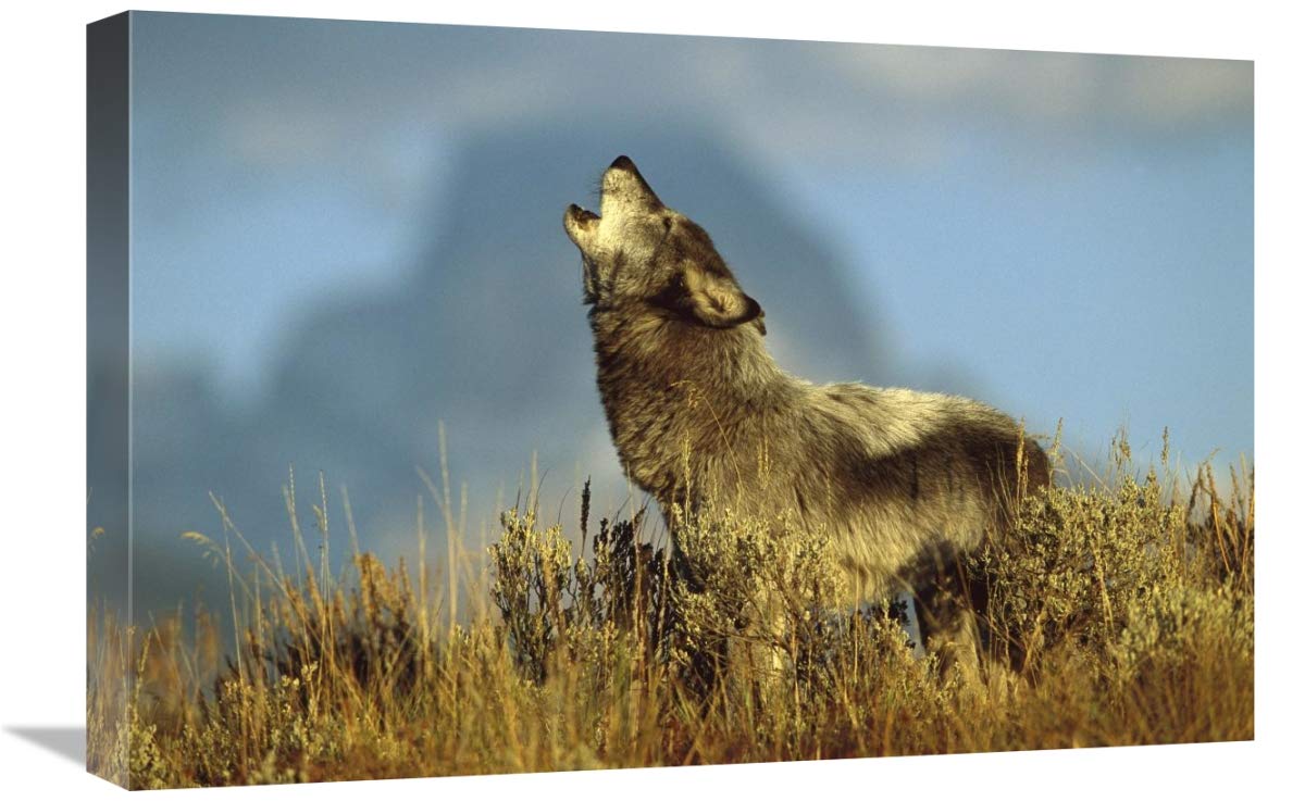 Timber Wolf adult howling, Teton Valley, Idaho-Canvas Art-24x16”