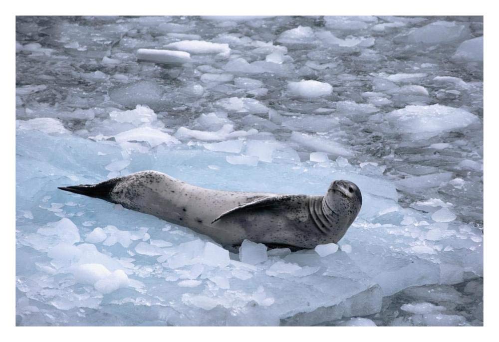 Leopard Seal reclining on ice floe, Antarctica-Paper Art-32x22”