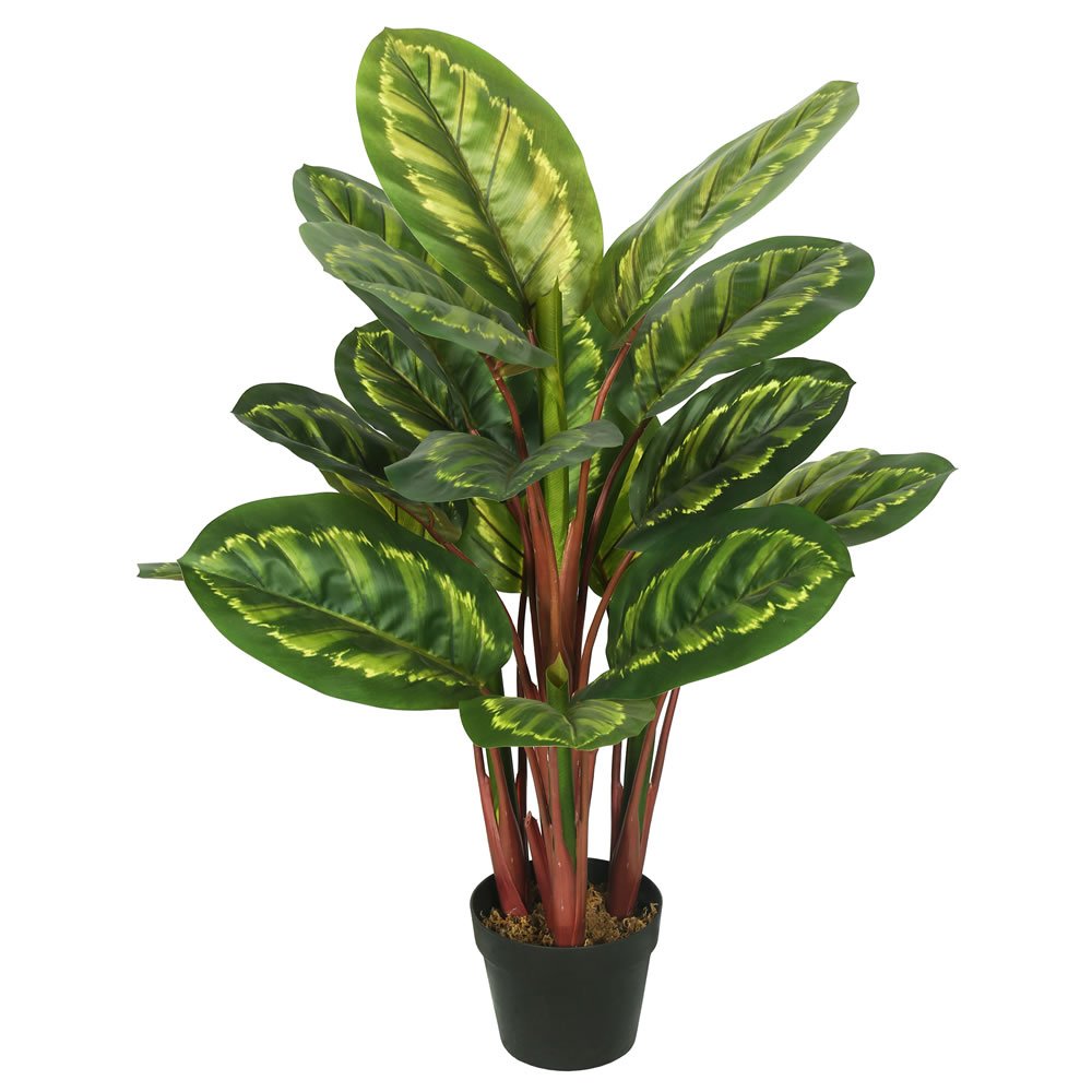 Casafoyer TA1751 Everyday Peacock Plant - Vibrant Indoor Foliage Pack of 2