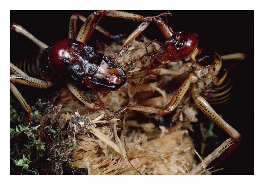 Tree Weta male with larger head and female, New Zealand-Paper Art-26x18”