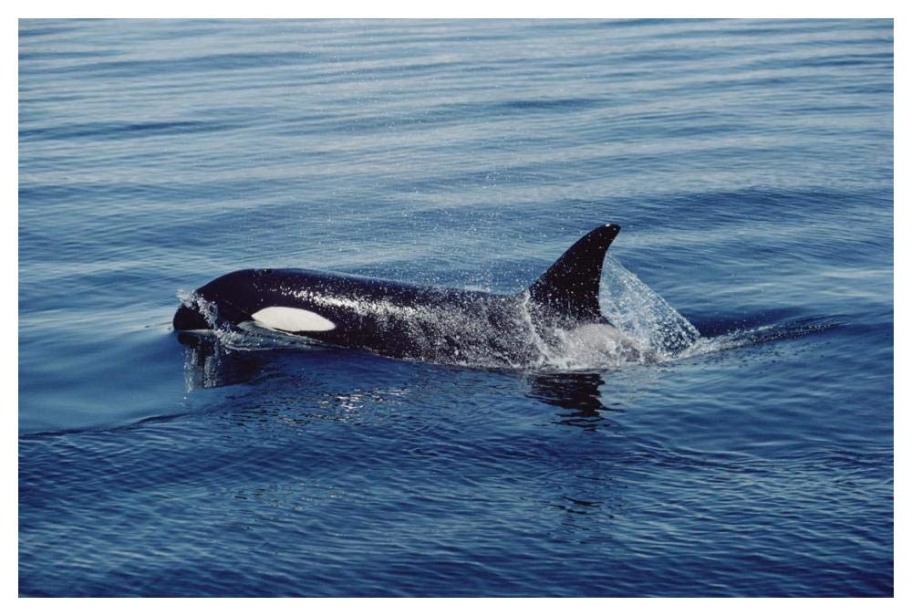 Orca surfacing, Johnstone Strait, British Columbia, Canada-Paper Art-50x34”