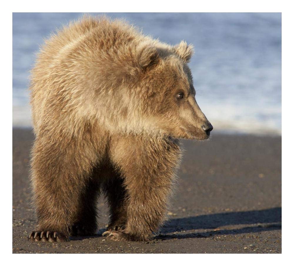 Grizzly Bear yearling, Katmai National Park, Alaska-Paper Art-24x21.8”