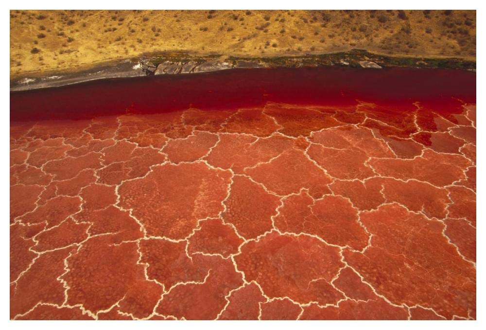 Soda formations on the surface of Lake Natron, Tanzania, east Africa-Paper Art-50x34”