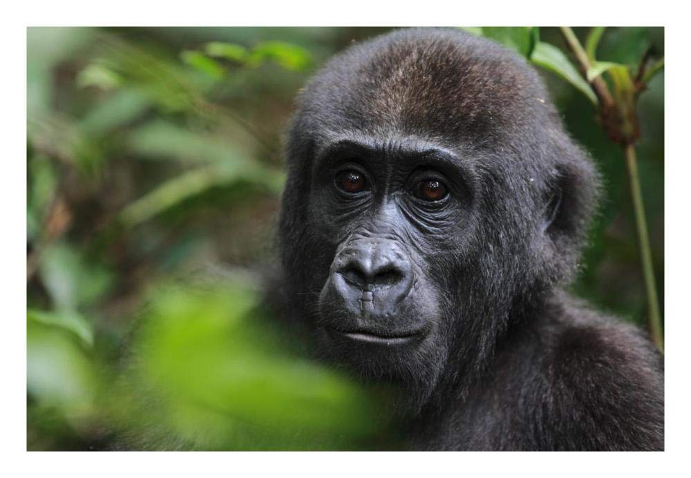 Orphan Gorilla, Gabon-Paper Art-26x18”