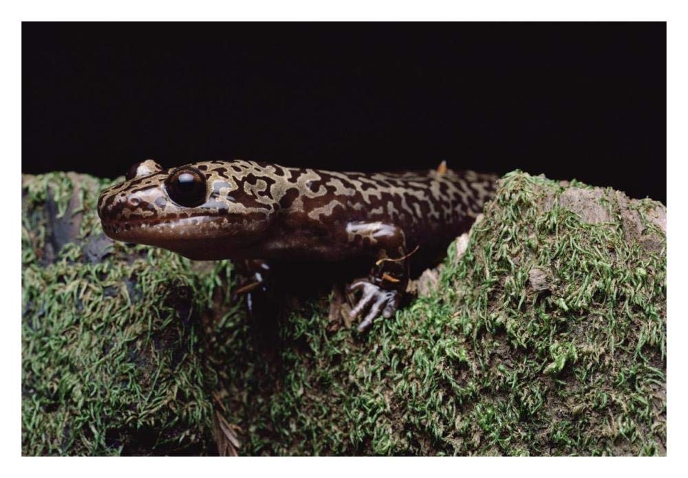 Pacific Giant Salamander on mossy rock, central California-Paper Art-32x22”
