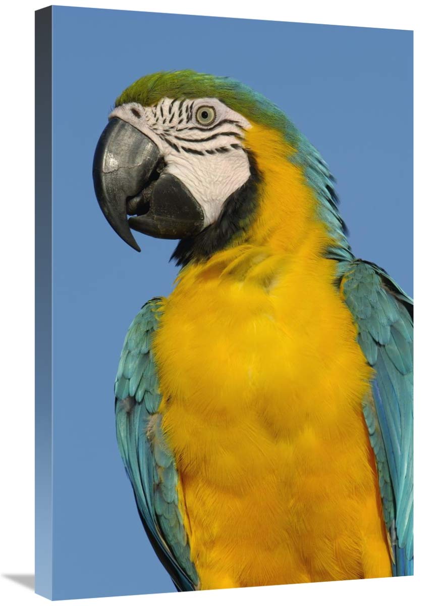 Blue and Yellow Macaw portrait,  South America-Canvas Art-20x30”
