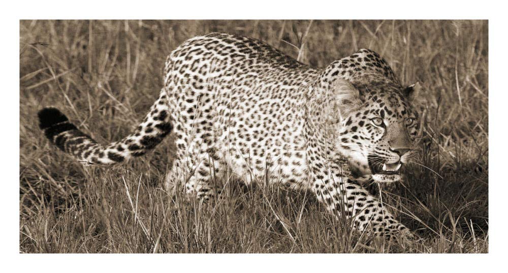 Leopard hunting-Paper Art-26x14”