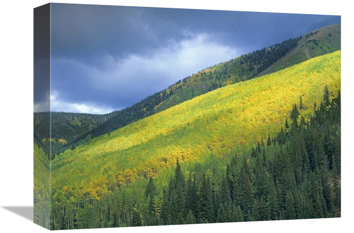 Aspen forest, Maroon Bells, Snowmass Wilderness, Colorado-Canvas Art-16x12”