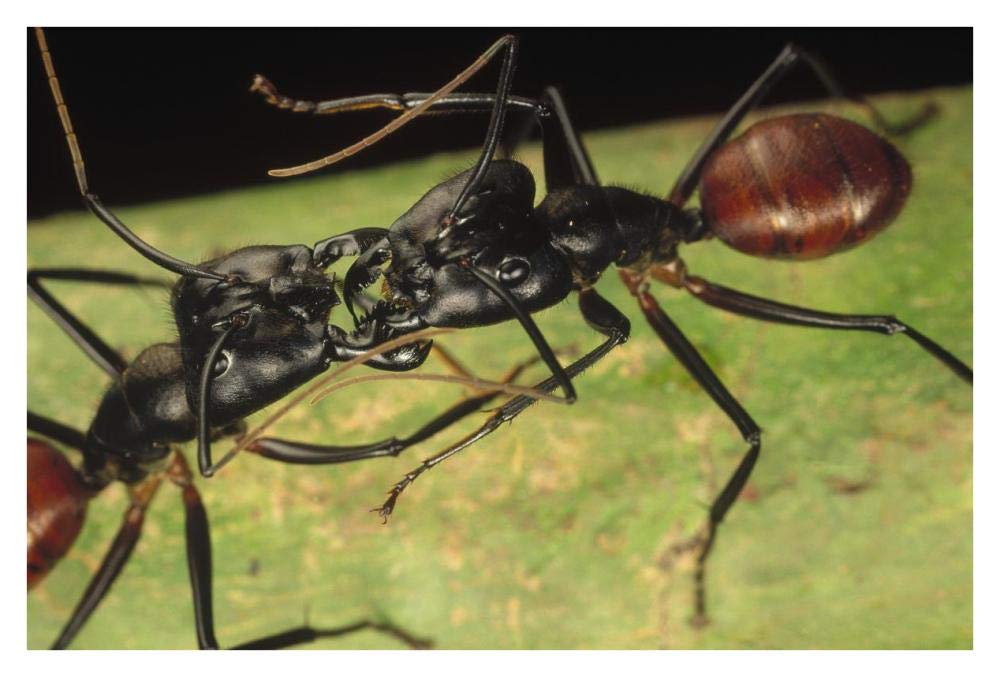 Giant Forest Ant pair fighting, 1x magnification, Borneo-Paper Art-38x26”