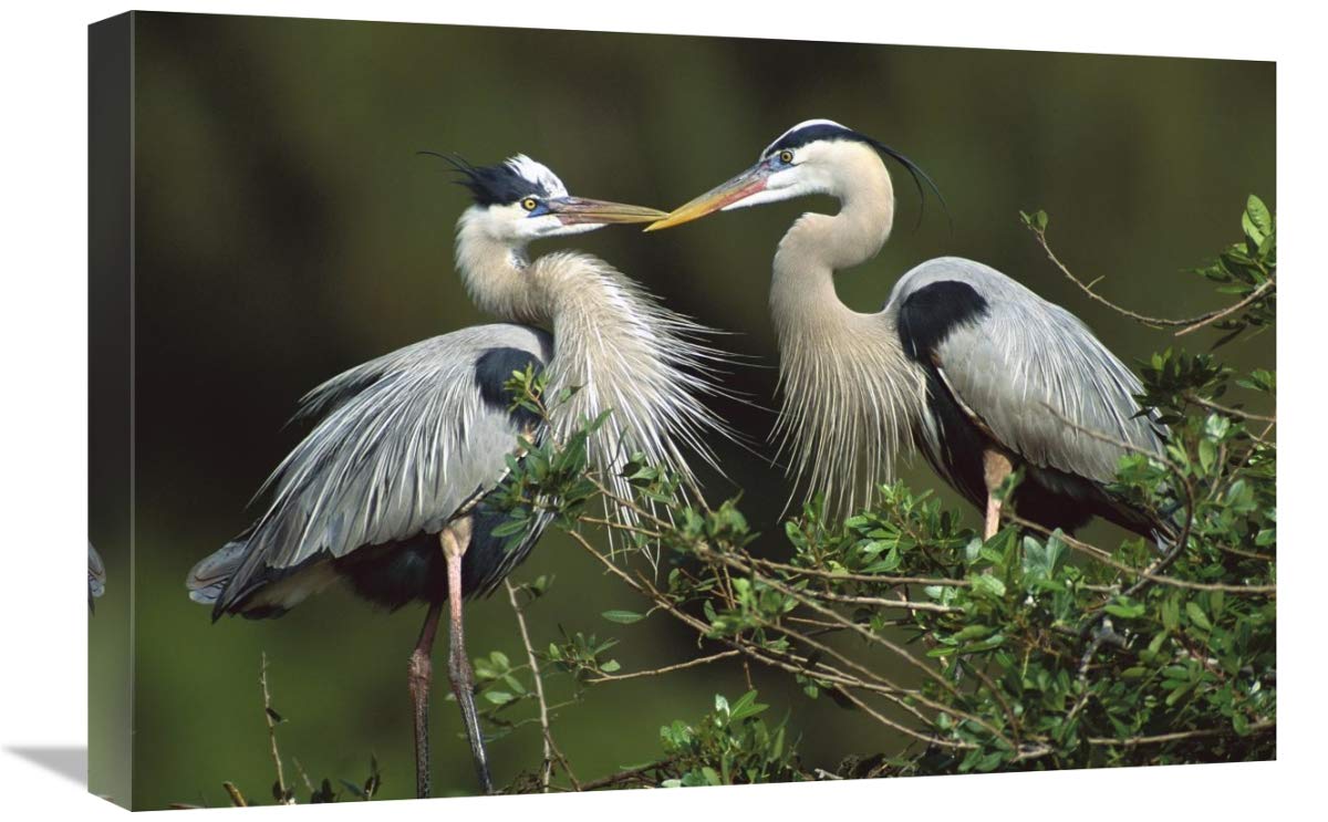 Great Blue Heron pair, Florida-Canvas Art-24x16”