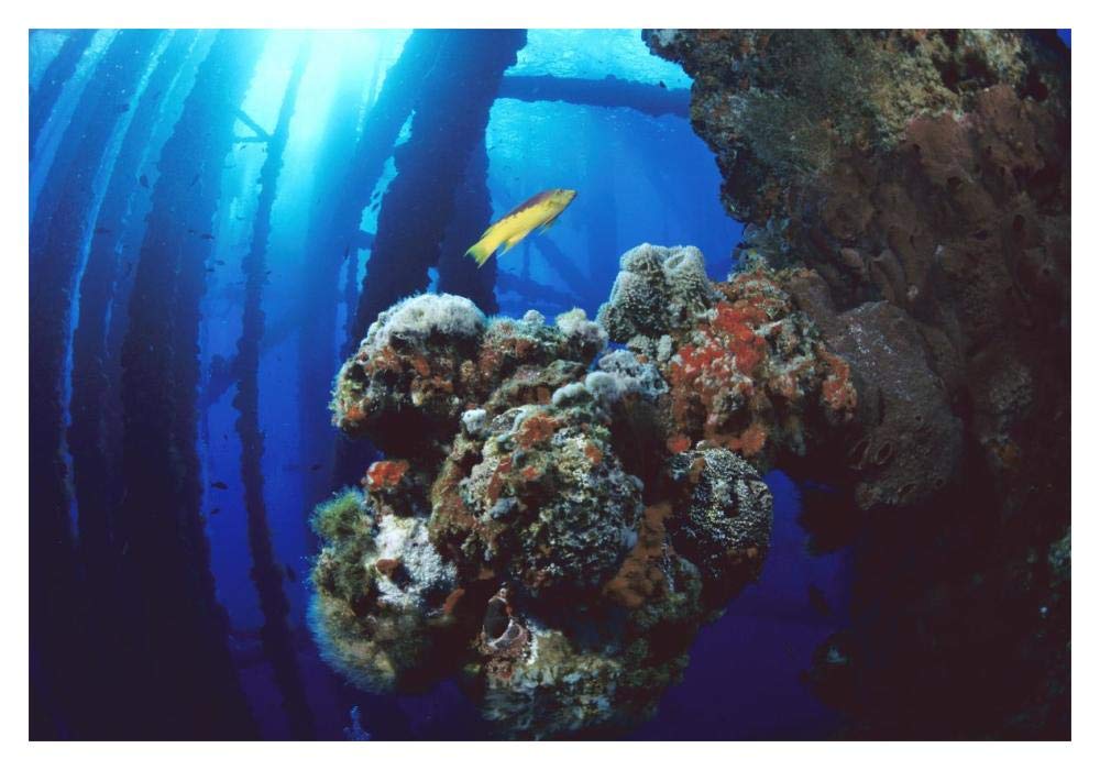 Coral growing on oil rig, Flower Garden Banks NMS, Texas-Paper Art-20x14”