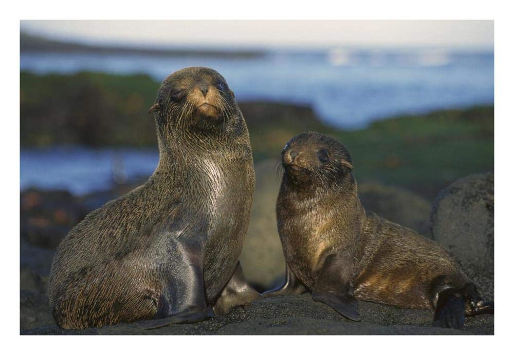 Galapagos Islands Fur Seal cow and pup, Cape Douglas, Galapagos Islands-Paper Art-26x18”