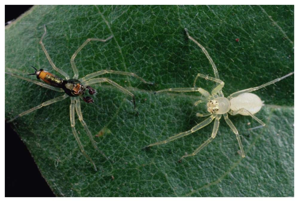 Jumping Spider colorful male and pale female courting, Sri Lanka-Paper Art-62x42”