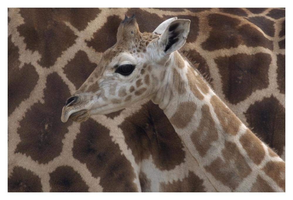 Rothschild Giraffe calf, native to Africa-Paper Art-20x14”