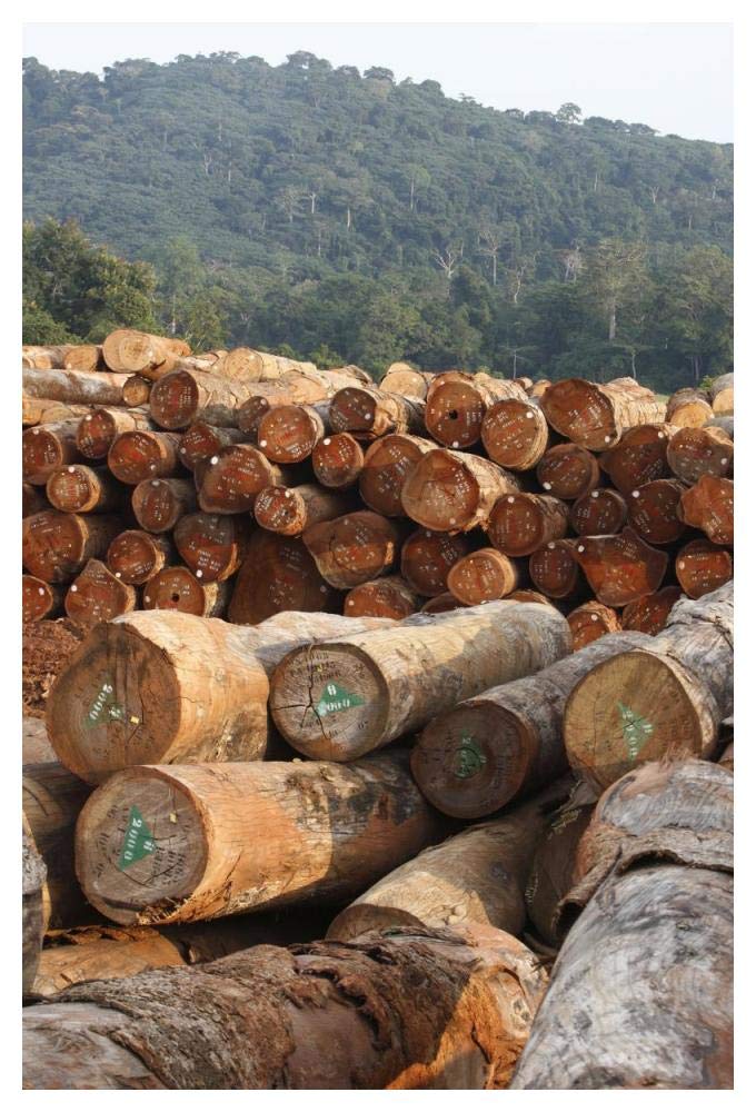 Logged timber from the tropical rainforest, Cameroon-Paper Art-34x50”