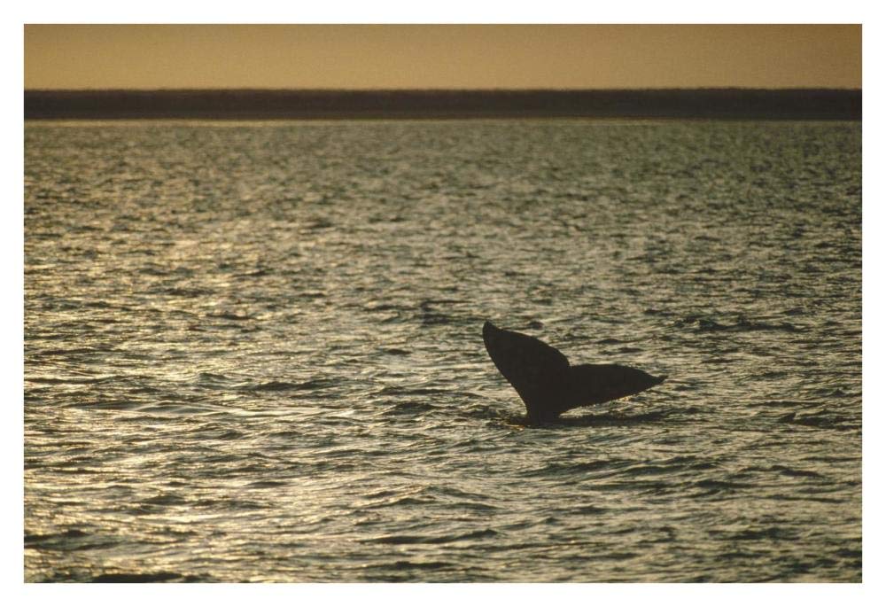 Gray Whale tail at sunset, Baja California, Mexico-Paper Art-38x26”