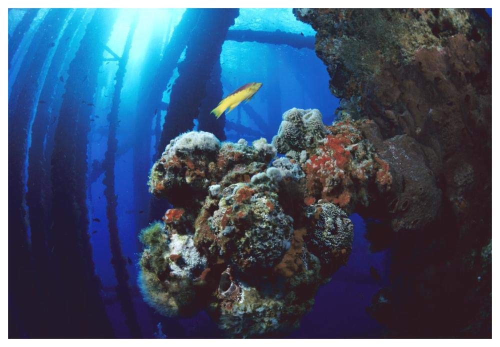 Coral growing on oil rig, Flower Garden Banks NMS, Texas-Paper Art-62x42”