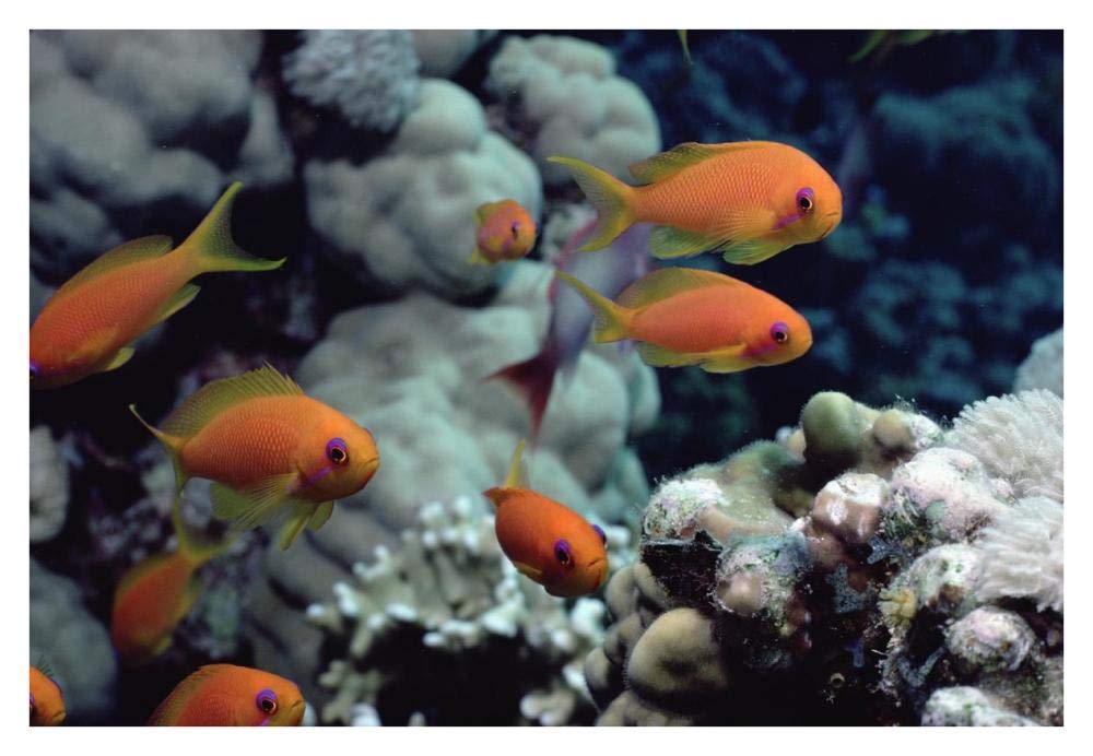 Anthias near Sinai, Red Sea-Paper Art-38x26”