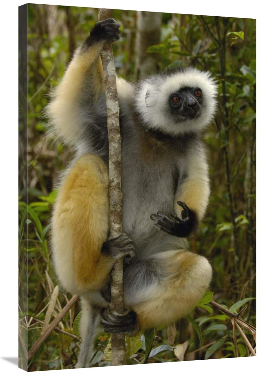 Diademed Sifaka , Mantadia National Park, Madagascar-Canvas Art-24x36”