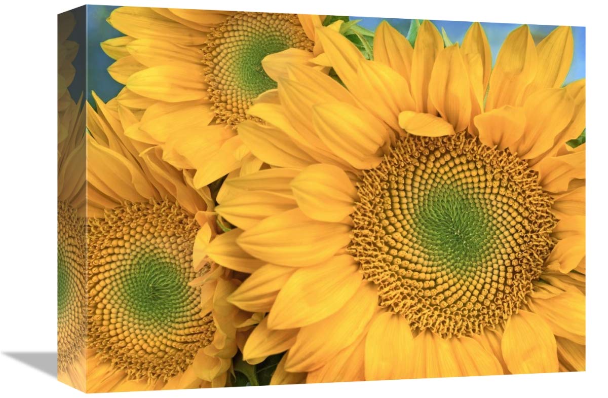 Common Sunflower group showing symmetrical seed heads, North America-Canvas Art-16x12”