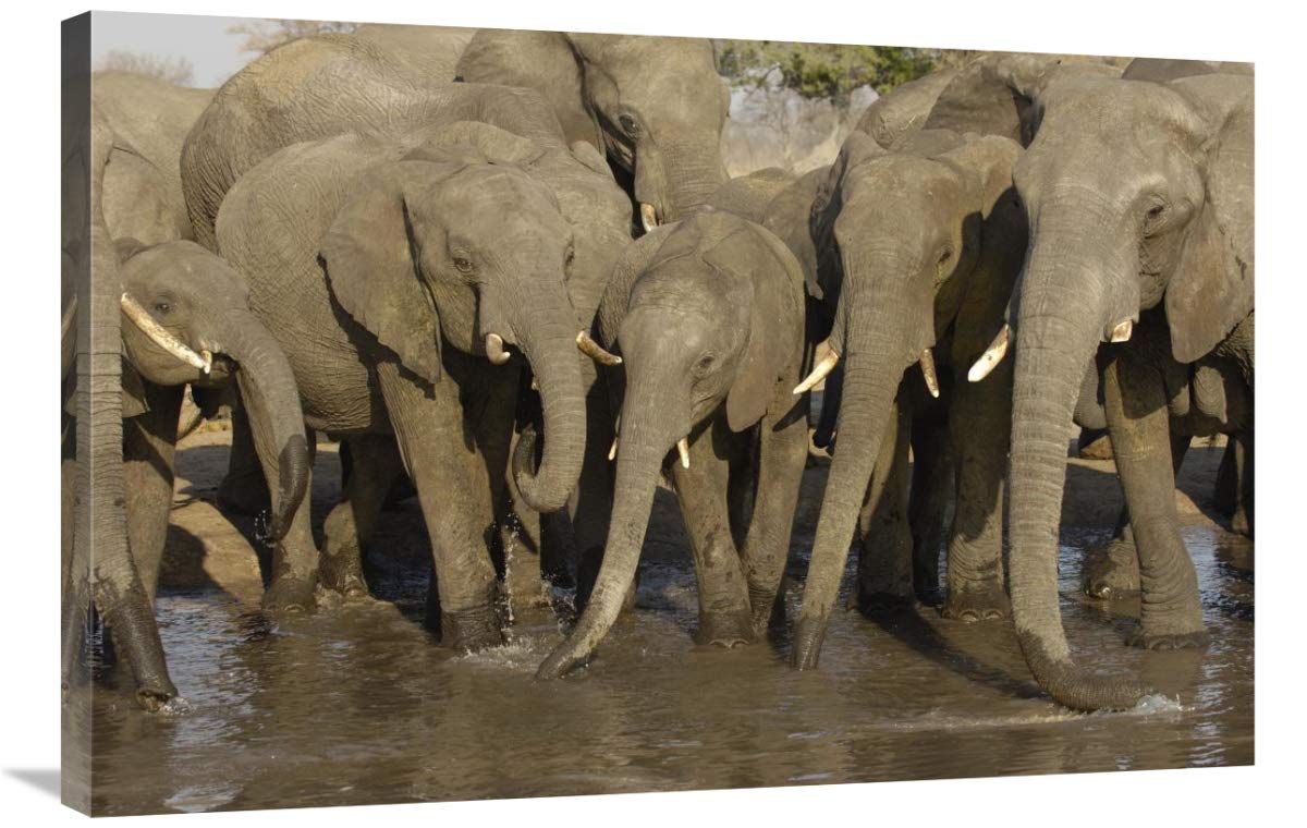 African Elephant herd at watering hole, Africa-Canvas Art-36x24”