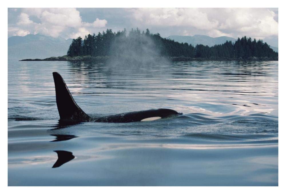 Orca surfacing, Johnstone Strait, British Columbia, Canada-Paper Art-38x26”