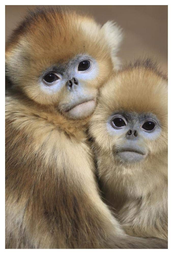 Golden Snub-nosed Monkey juveniles huddled up against each other to keep warm, Qinling Mountains, China-Paper Art-34x50”