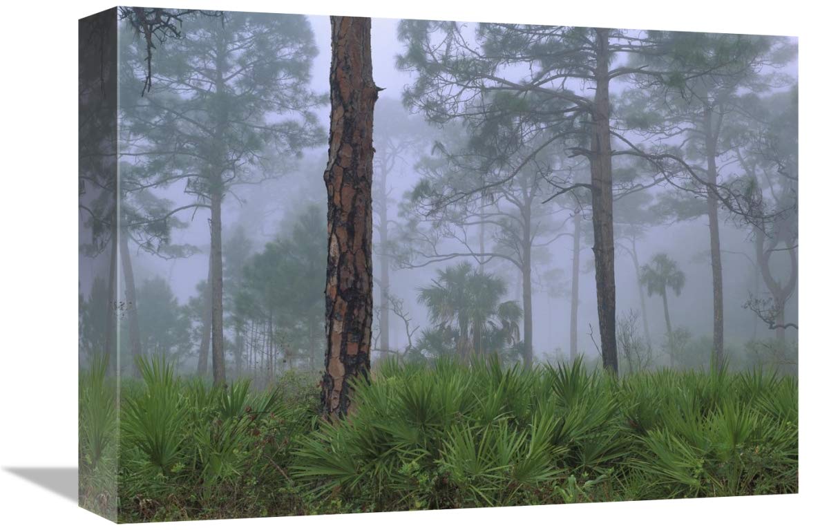 Saw Palmetto and Pine trees in fog, near Estero River, Florida-Canvas Art-16x12”