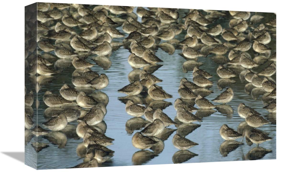 Long-billed Dowitcher flock sleeping in shallow water, North America-Canvas Art-18x12”