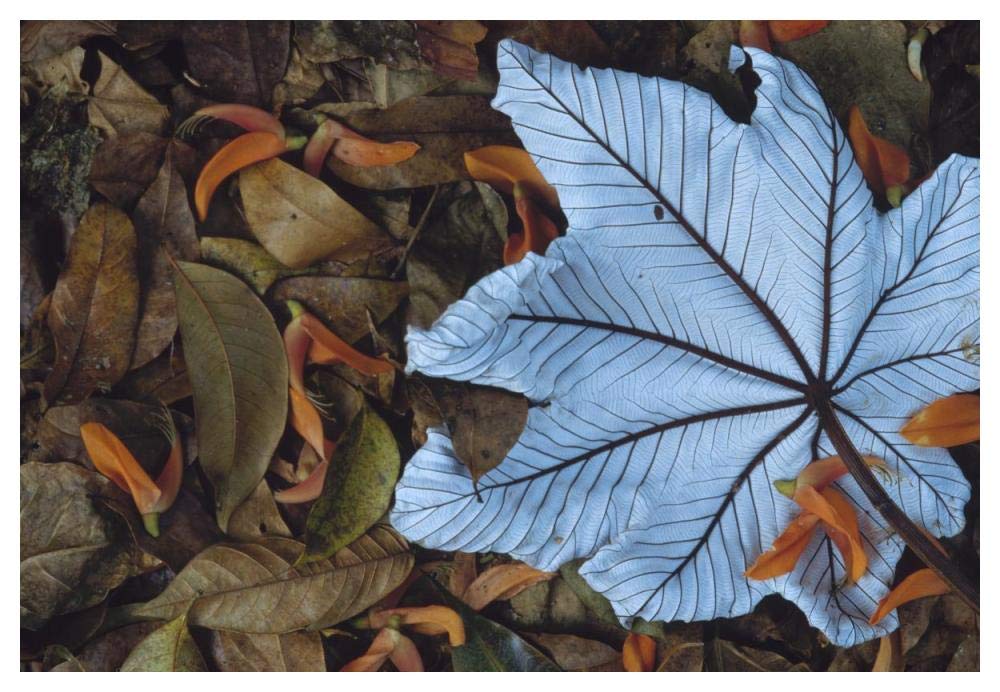 Cecropia leaf atop lobster claw petals on tropical rainforest floor, Mesoamerica-Paper Art-50x34”