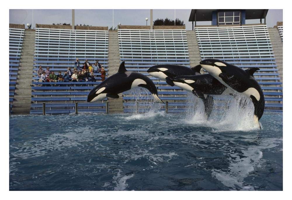 Orca trio jumping, Sea World, San Diego, California-Paper Art-32x22”