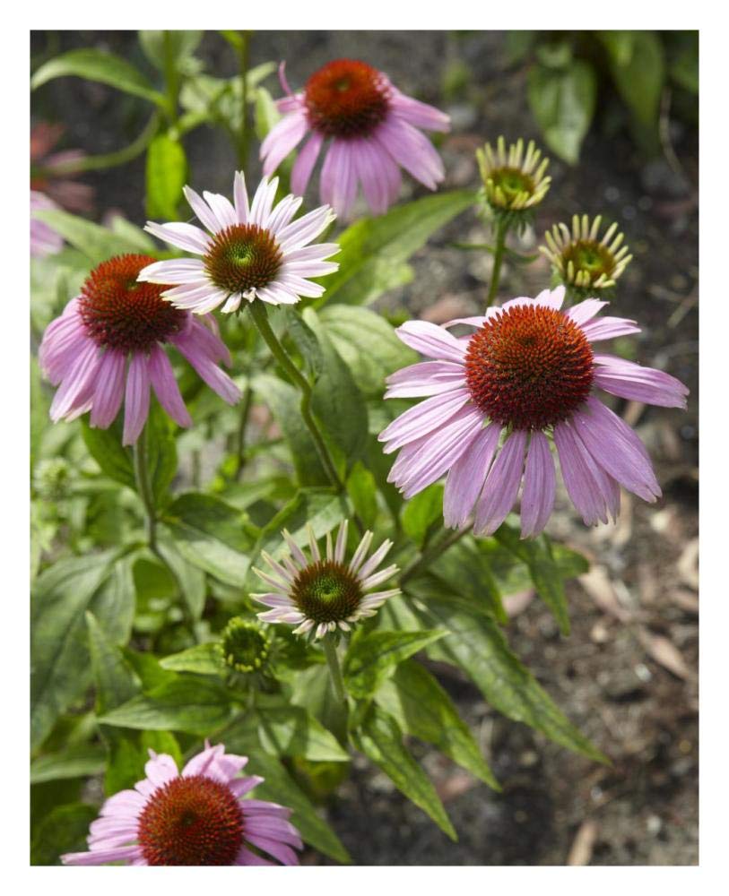 Coneflower flowers-Paper Art-24x30”